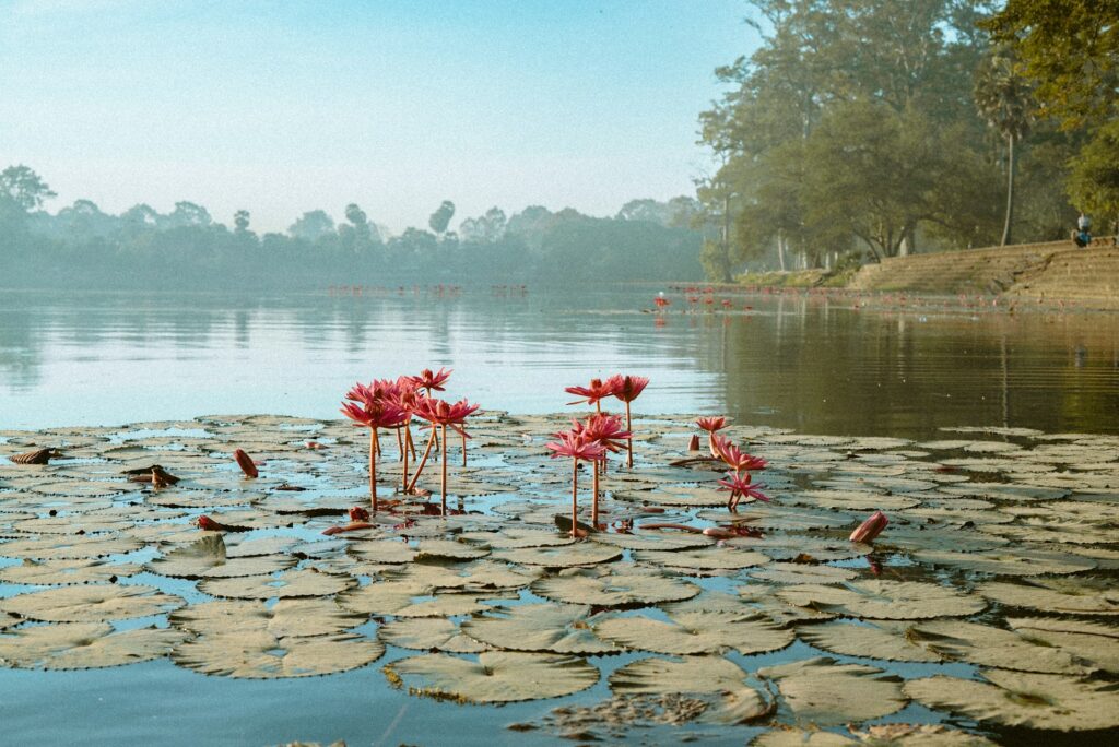 ក